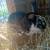 Broken Black and white New Zealand Buck DOB 6-11-25 3 thumbnail