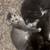 5 week old kittens/Cats 3 thumbnail
