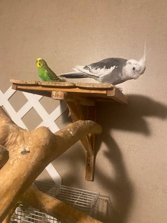 Rehoming Birds (Wetumpka)63481446965761122