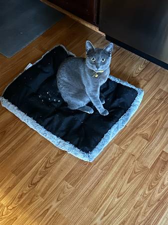 Meet Benny… sweet cat (Logan Heights)63894715894659121