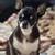 missing dog - REWARD!! 1 thumbnail