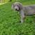Weimaraner 2 thumbnail
