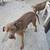 Weimaraner puppies for sale 2 thumbnail