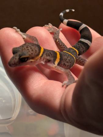 Rehoming 2 Chinese Cave Gecko Babies63860184308611120