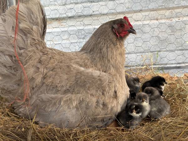 BYM chicks 1