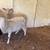 Sheep 2 thumbnail