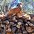 FIREWOOD NEAR -OAK -SEASONED ,SPLIT,DELIVERY OR PICK IT UP 1 thumbnail