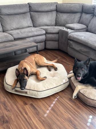 Rehoming Belgian malinios 1
