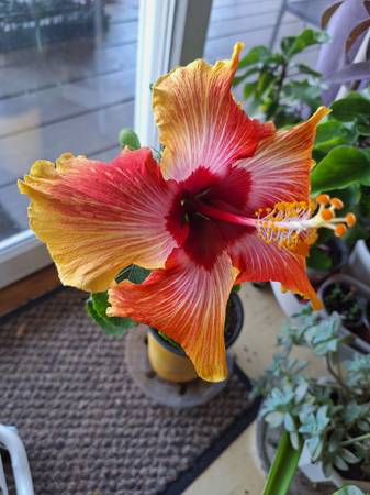 Dwarf Fiesta Hibiscus Bush 1