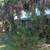tree removal tree service  tree Trimming Stump grinding property clean 2 thumbnail