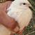 Quails 9 thumbnail