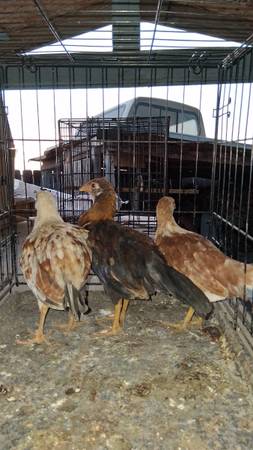 Chickens 1