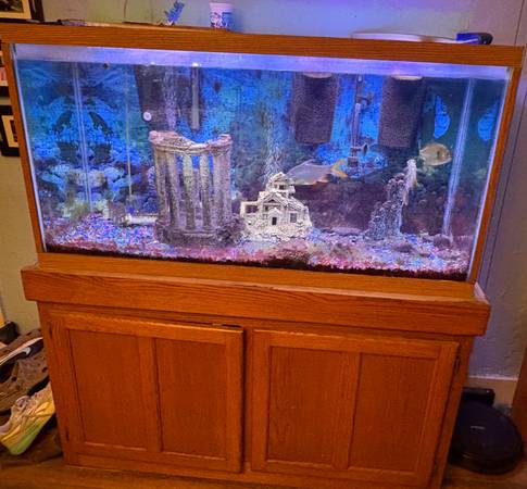 Acuario completo con peces (Wisconsin Dells)63293020489603122