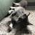 Siamese Maine Coon 9 thumbnail