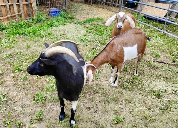 Goats 1