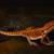 Red Monster Bearded Dragon 6 thumbnail