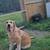 Pyrenees/Shepherd/Hound Puppies 1 thumbnail