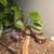 Gecko Setup 2 thumbnail
