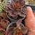Succulent decorative plants 12 thumbnail