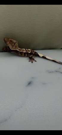 Múltiples geckos crestados63656829472129121