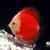 Live Freshwater Fish Discus, Guppy, Molly, Parrot Cichlid, Flowerhorn 11 thumbnail