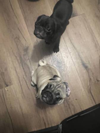Pugs hembra necesitan hogar (Kennewick)63658134629377121