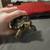 Cherry head tortoise 4 thumbnail
