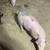 feeder pigs 2 thumbnail