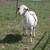 1 Purebred Dorper - Rams 1 thumbnail
