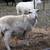 Four Exposed Katahdin Ewes Available 2 thumbnail
