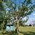 Yellow transparent apple tree 9 thumbnail