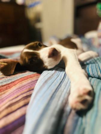 Walker hound mixed puppy (Rincon)64146956263811123