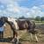 ¾ friesian stud colt 2 thumbnail