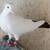 Armenian tumblers extra male pigeons 5 thumbnail
