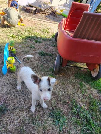 Cachorro mestizo de Chihuahua hembra (Portland)63842371277955123