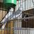 COCKATIEL PARROT BREEDING PAIR FOR REHOMING 2 thumbnail