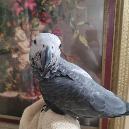 African Grey Parrot63829900214785120