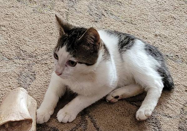 Patches the bobtail kitten63688881253121120