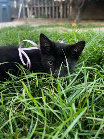 Adorable black 2 Month Kittens (Farmersville)64025057203971123