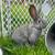 Flemish giant bunnies 1 thumbnail