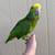 Double yellow head amazon parrot baby 4 thumbnail