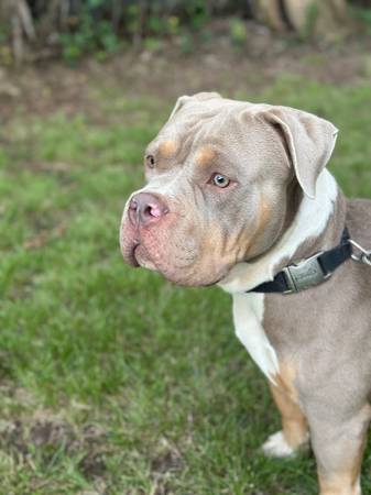 Abkc xl bully (Ponca city)63681506051971120