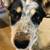 Female heeler mix 1 thumbnail