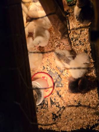 Chicks and chicken - $6 (Hemet)63471083012867123