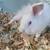 Rabbits 3 thumbnail