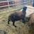 Katahdin X Dorper Ewe -Bred to Katahdin Ram 3 thumbnail