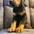 doberman 5 thumbnail