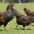 Dark Cornish Laying Hens & Roosters – $150 Each 1 thumbnail