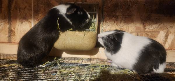 Guinea pigs (Apple valley)63414668285699122