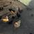 Chickens - Hens and Pullets - multiple breeds 1 thumbnail
